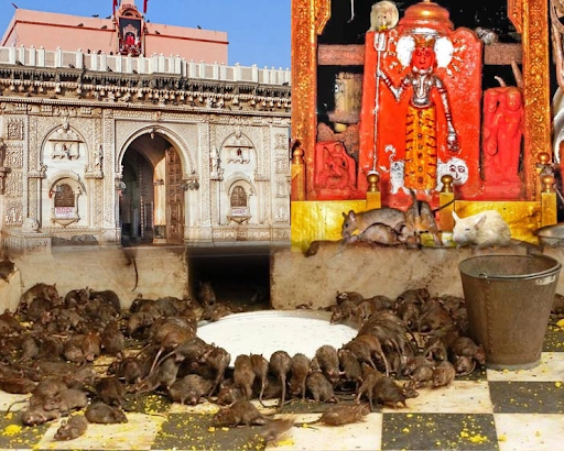Karni Mata Temple Significance UPSC 2025 Culture Notes Karni Mata Temple Significance UPSC 2025 Culture Notes