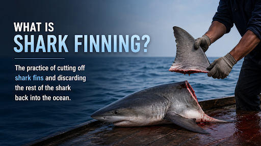 SHARK FINNING: ECOLOGICAL THREATS, REGULATORY FRAMEWORKS, AND GLOBAL CONSERVATION STRATEGIES